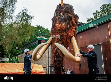 mammoth jarhead transport|Looking for Mammoth Jarhead Transport:45376 .
